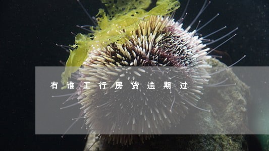 有谁工行房贷逾期过