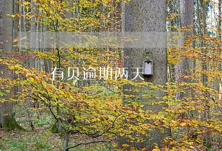 有贝逾期两天 有贝逾期两天
