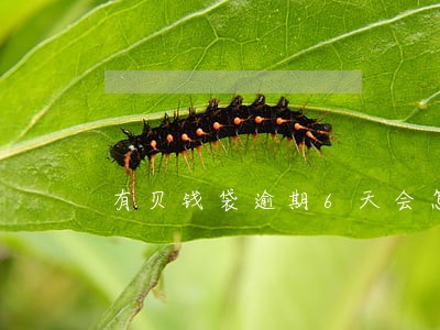 有贝钱袋逾期6天会怎样