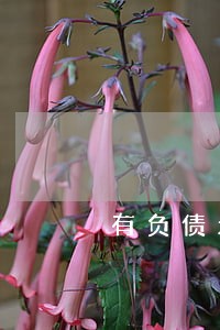 有负债无逾期车贷能过吗