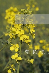 有负债没有逾期 有负债没有逾期