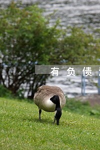 有负债没有逾期可以贷款吗 有负债没有逾期可以贷款吗
