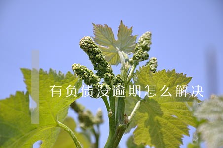 有负债没逾期怎么解决 有负债没逾期怎么解决