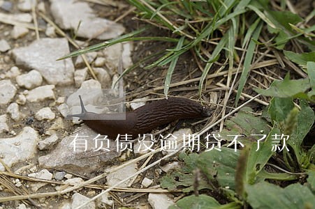 有负债没逾期贷不了款 有负债没逾期贷不了款