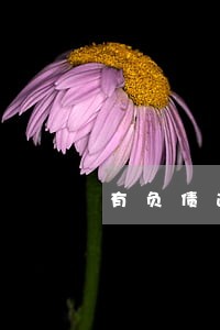 有负债逾期能贷款的口子