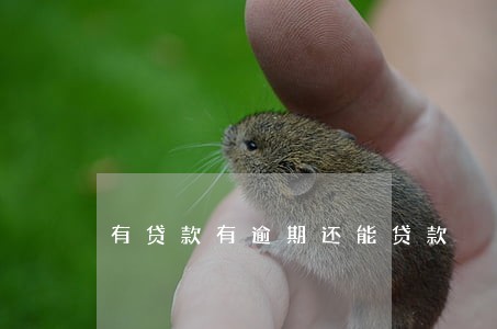 有贷款有逾期还能贷款 有贷款有逾期还能贷款
