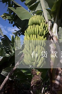 有贷款没逾期影响政审吗