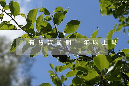 有贷款逾期一年以上吗 有贷款逾期一年以上吗