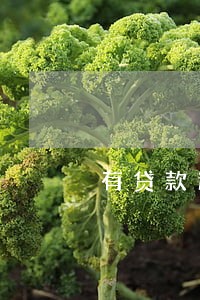 有贷款逾期不还怎么办