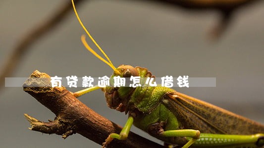 有贷款逾期怎么借钱 有贷款逾期怎么借钱