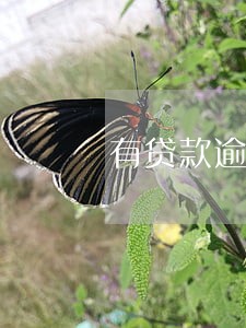 有贷款逾期未还 有贷款逾期未还