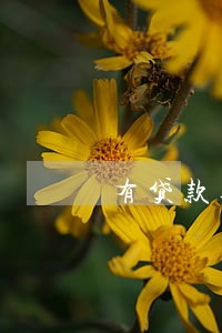 有贷款逾期的朋友吗