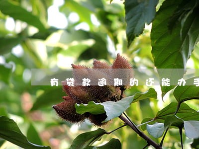 有贷款逾期的还能办手机分期吗