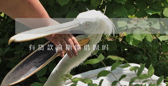有贷款逾期能借呗吗 有贷款逾期能借呗吗