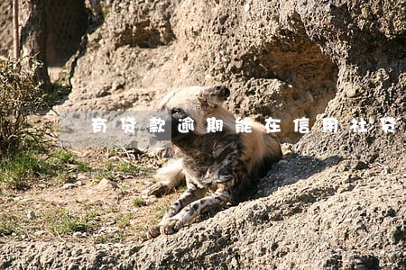 有贷款逾期能在信用社贷款吗 有贷款逾期能在信用社贷款吗