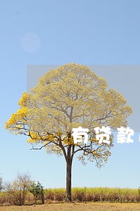 有贷款逾期能给别人担保吗