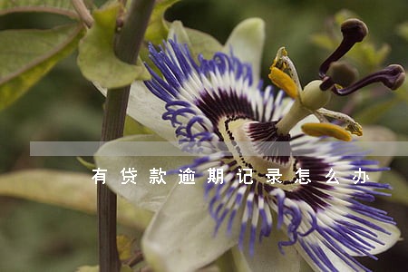 有贷款逾期记录怎么办 有贷款逾期记录怎么办