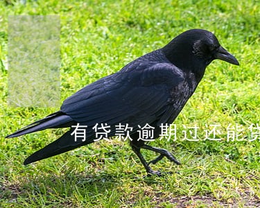 有贷款逾期过还能贷房款吗 有贷款逾期过还能贷房款吗