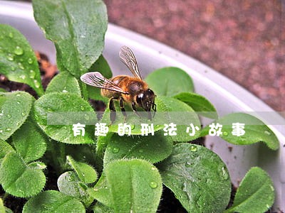 有趣的刑法小故事