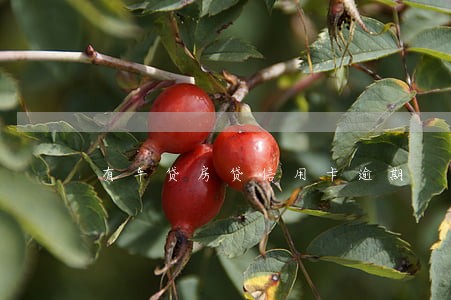 有车贷房贷信用卡逾期 有车贷房贷信用卡逾期