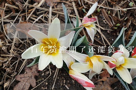 有车贷逾期了还能贷款买车吗 有车贷逾期了还能贷款买车吗