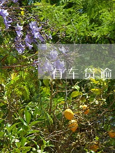 有车贷逾期绿本没办抵押 有车贷逾期绿本没办抵押