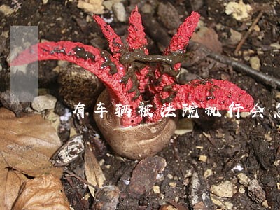 有车辆被法院执行会怎样 有车辆被法院执行会怎样
