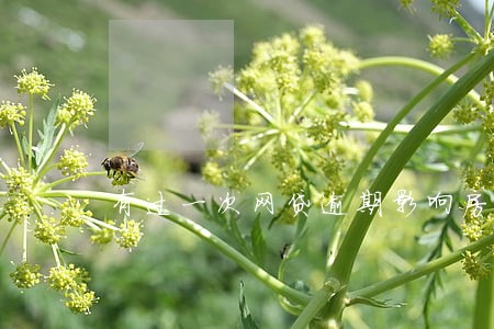 有过一次网贷逾期影响房贷吗 有过一次网贷逾期影响房贷吗