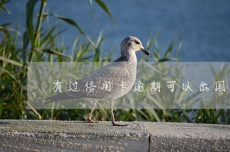 有过信用卡逾期可以出国吗 有过信用卡逾期可以出国吗