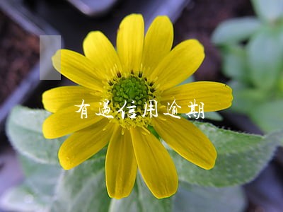 有过信用逾期 有过信用逾期