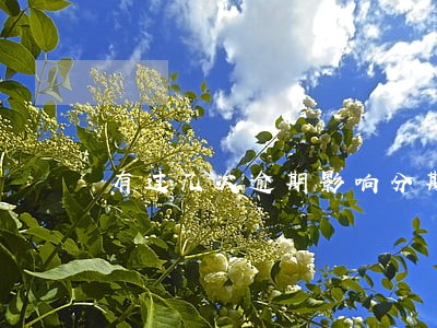 有过几次逾期影响分期首付买车吗 有过几次逾期影响分期首付买车吗