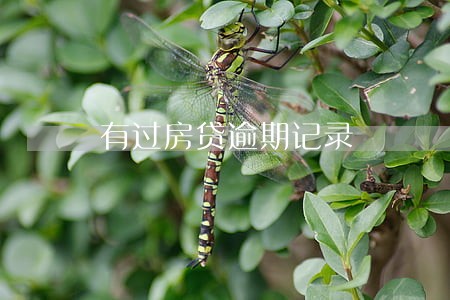 有过房贷逾期记录