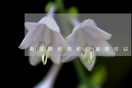 有过期的微粒贷逾期可以贷车贷吗
