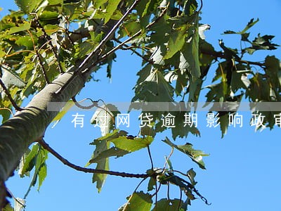 有过网贷逾期影响政审 有过网贷逾期影响政审