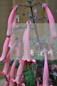 有过网贷逾期还能办信用卡吗 有过网贷逾期还能办信用卡吗