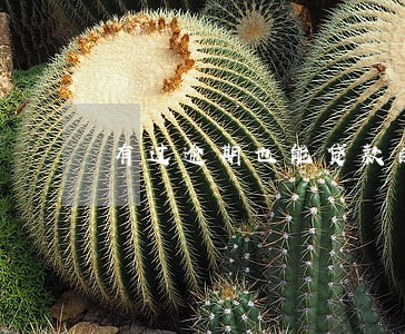 有过逾期也能贷款的平台 有过逾期也能贷款的平台