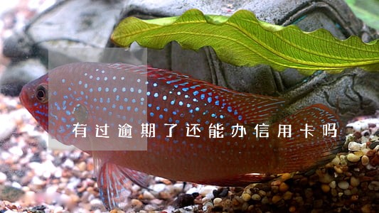 有过逾期了还能办信用卡吗