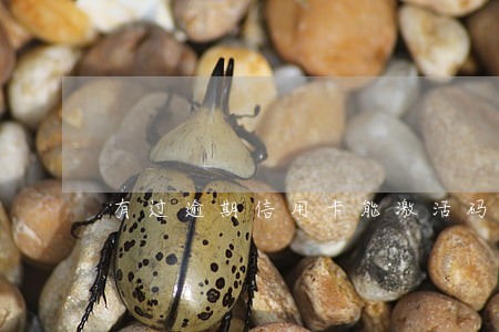 有过逾期信用卡能激活码 有过逾期信用卡能激活码