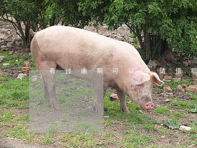 有过逾期可以申请借呗吗 有过逾期可以申请借呗吗