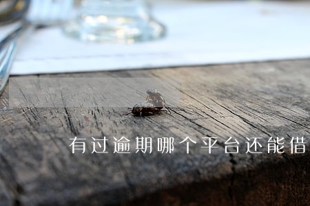 有过逾期哪个平台还能借款 有过逾期哪个平台还能借款