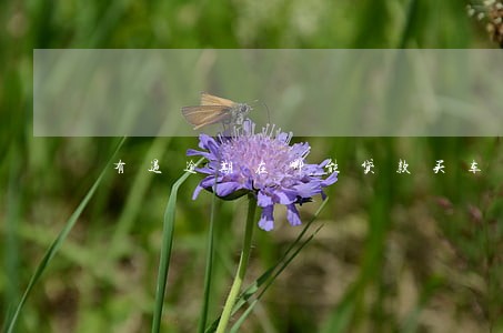 有过逾期在哪能贷款买车 有过逾期在哪能贷款买车