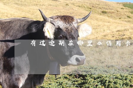 有过逾期在哪里办信用卡好办 有过逾期在哪里办信用卡好办