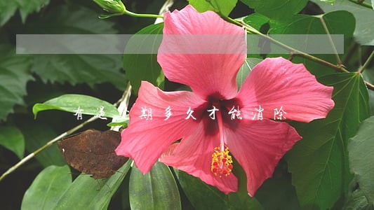 有过逾期多久才能消除 有过逾期多久才能消除