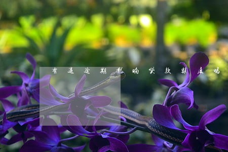 有过逾期影响贷款额度吗 有过逾期影响贷款额度吗