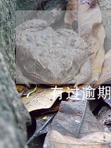 有过逾期房贷涨多少利息 有过逾期房贷涨多少利息