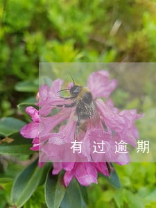 有过逾期能下款吗