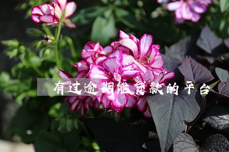 有过逾期能贷款的平台