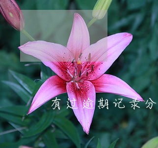 有过逾期记录分期买手机 有过逾期记录分期买手机