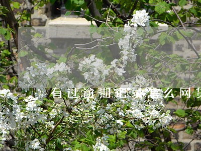 有过逾期记录怎么网贷 有过逾期记录怎么网贷
