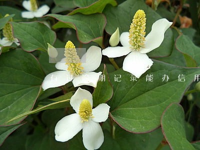 有过逾期记录能办信用卡吗 有过逾期记录能办信用卡吗